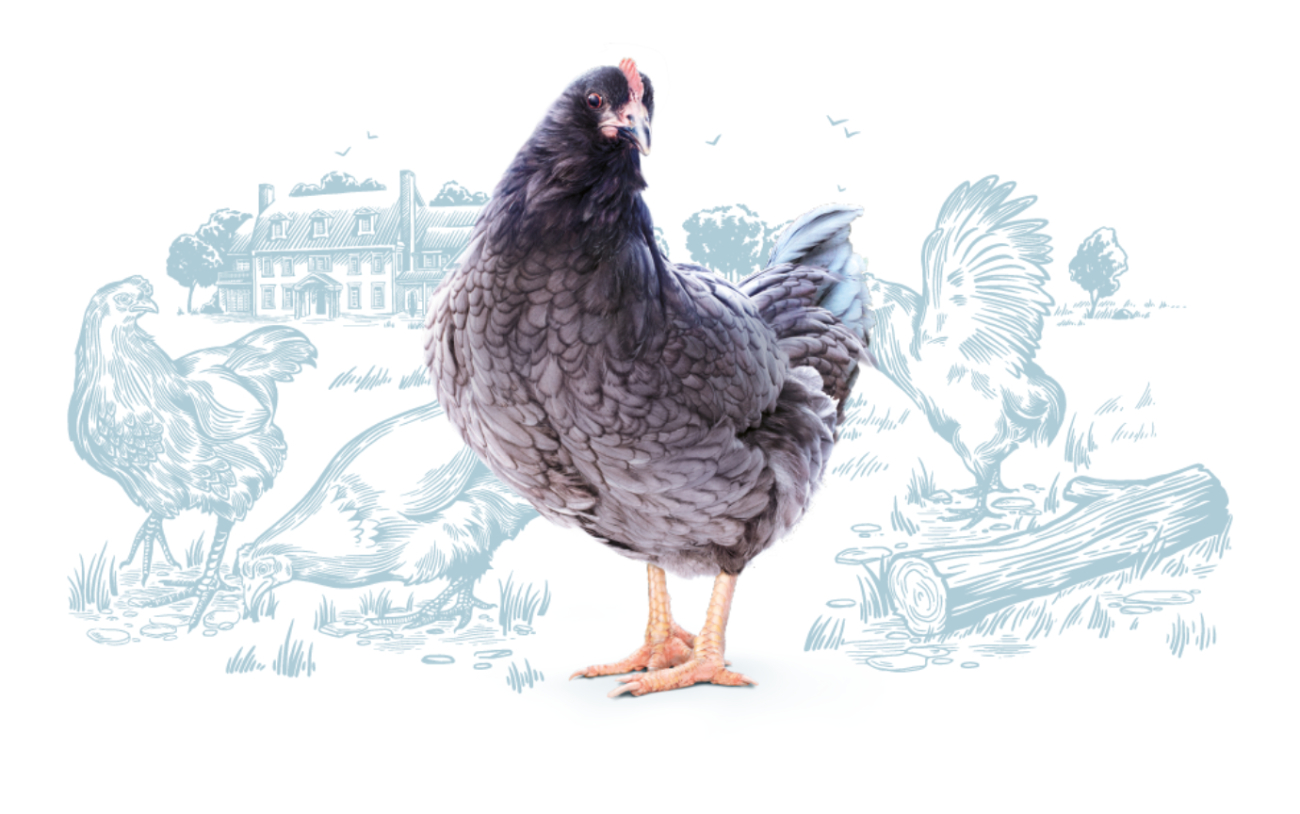 HB_Blue_Hens_Illustration