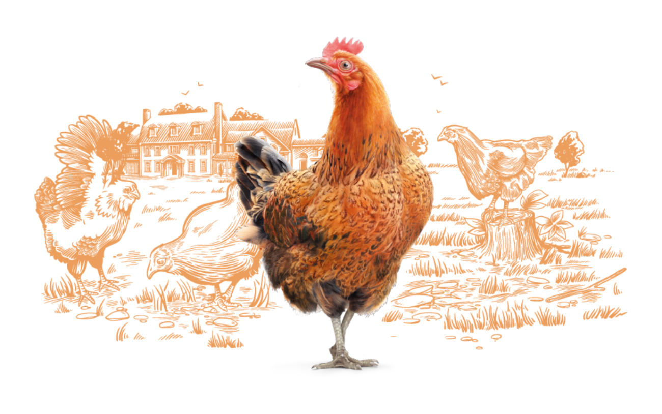 HB_Brown_Hens_Illustration