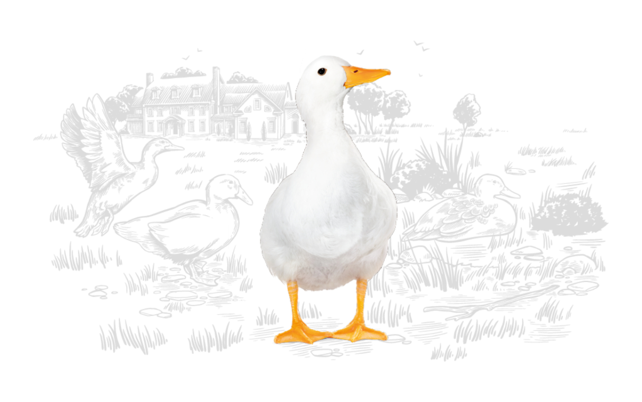 HB_Ducks_Illustration