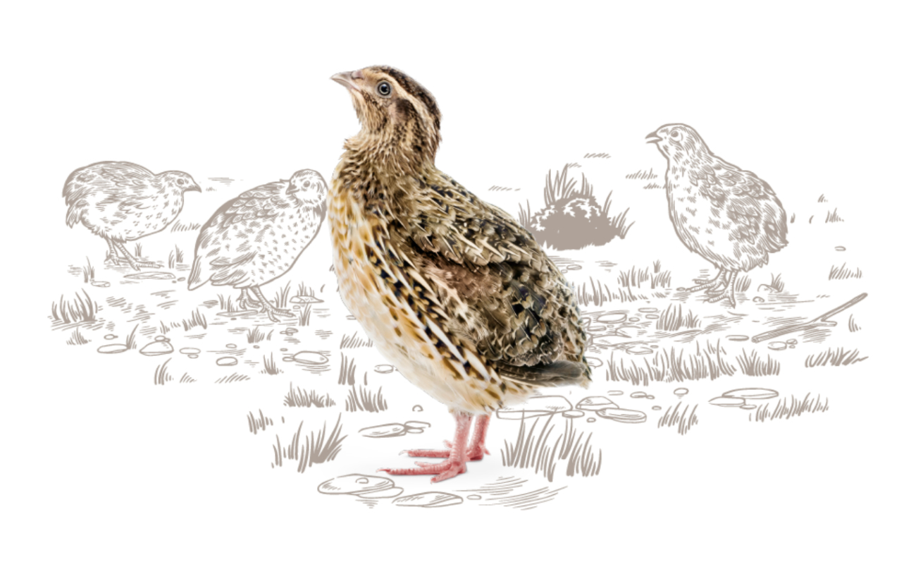 HB_Quail_Illustration