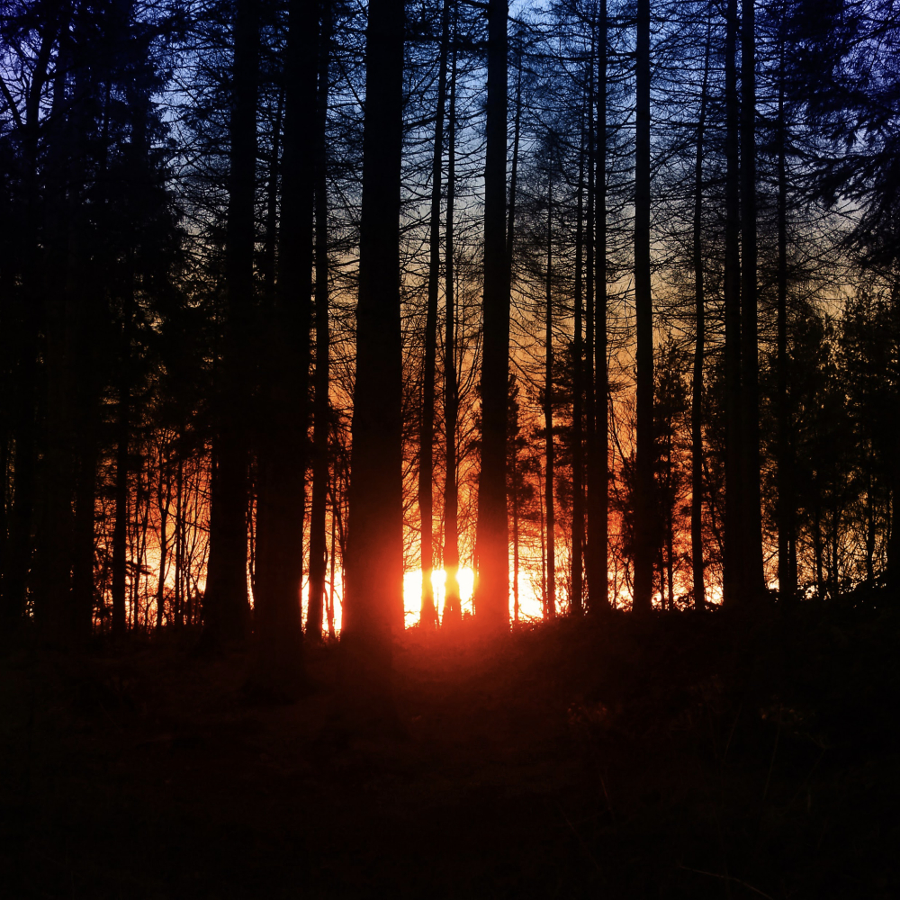 Sunset_Woodland